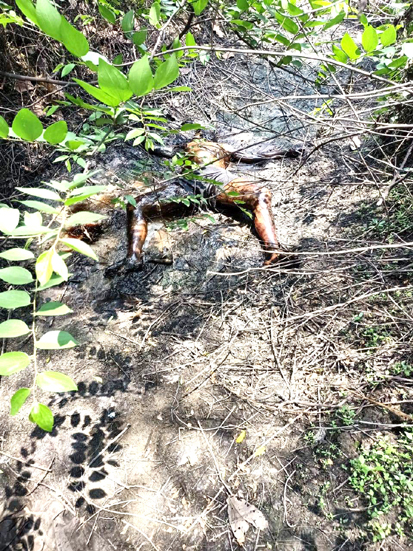 ग्राम बरमुड़ा में बड़े तालाब के नीचे मिला अज्ञात व्यक्ति का शव, जांच में जुटी कोतरा रोड पुलिस