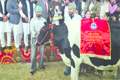 पंजाब की गाय ने तोड़ दिए नेशनल रिकॉर्ड, 24 घंटे में दिया 82 लीटर दूध