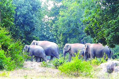  दंतैल हाथी ने मोहनपुर में ढहाया मकान, हाथियों का आतंक जारी 