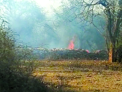 मोरनी खंड के जंगलों में लगी भयानक आग, सैकड़ों पेड़ों को हो रहा नुकसान