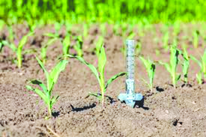 जलवायु अनुकूल गुणवत्तापूर्ण बीजों के चयन से बढ़ेगी फसल की उत्पादकता-डॉ के.डी.महंत