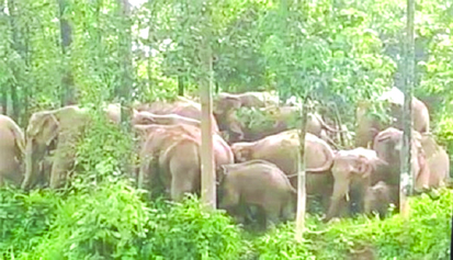  32 हाथियों का झुंड लौटा धरमजयगढ़