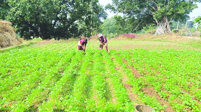 बड़ा फैसला : हरियाणा के किसानों को अब कभी नहीं देना होगा आबियाना, 4299 गांवों के किसानों को होगा लाभ