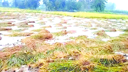  बेमौसम वर्षा से ग्रीष्मकालीन धान को नुकसान 